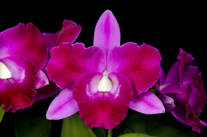 Cattleya Mini Song 'Donald Halliday' AM 81pts.